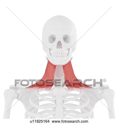 Platysma muscle, computer illustration. View Large Photo Image Picture - Platysma muscle, computer illustration.. Fotosearch