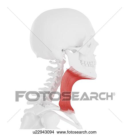 Platysma muscle, computer illustration. View Large Photo Image Picture - Platysma muscle, computer illustration.. Fotosearch