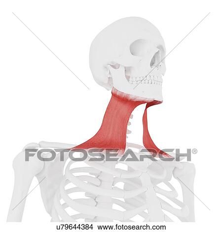 Platysma muscle, computer illustration. View Large Photo Image Picture - Platysma muscle, computer illustration.. Fotosearch