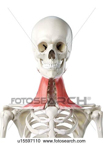 Platysma muscle, illustration View Large Photo Image Stock Image - Platysma muscle, illustration. Fotosearch
