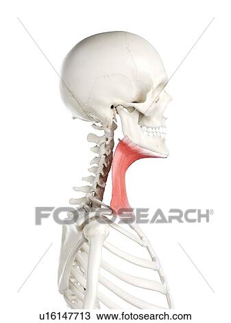 Stock Image - Platysma muscle, illustration. Fotosearch