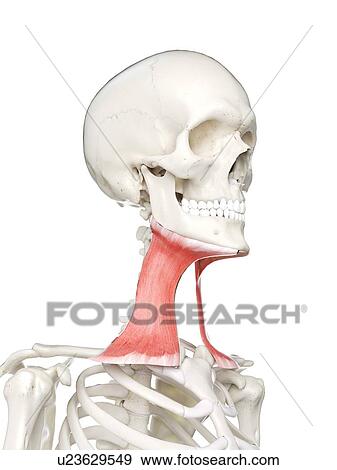 Stock Photo - Platysma muscle, illustration. Fotosearch