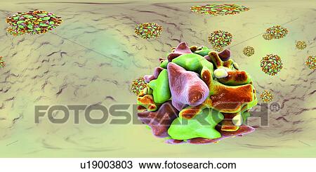Stock Image - Polio virus particle, 360 degree panorama view computer illustration. Polio virus particles (virions) are composed of an outer protein coat (capsid) encasing RNA (ribonucleic acid), the genetic material of the virus. Polio virus causes poliomyelitis,.... Fotosearch