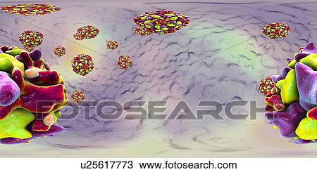 Polio virus particle, 360 degree panorama view computer illustration. Polio virus particles (virions) are composed of an outer protein coat (capsid) encasing RNA (ribonucleic acid), the genetic material of the virus. Polio virus causes poliomyelitis,... View Large Photo Image Stock Image - Polio virus particle, 360 degree panorama view computer illustration. Polio virus particles (virions) are composed of an outer protein coat (capsid) encasing RNA (ribonucleic acid), the genetic material of the virus. Polio virus causes poliomyelitis,.... Fotosearch