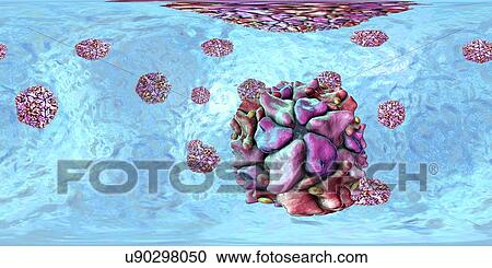 Polio virus particle, 360 degree panorama view computer illustration. Polio virus particles (virions) are composed of an outer protein coat (capsid) encasing RNA (ribonucleic acid), the genetic material of the virus. Polio virus causes poliomyelitis,... View Large Photo Image Stock Image - Polio virus particle, 360 degree panorama view computer illustration. Polio virus particles (virions) are composed of an outer protein coat (capsid) encasing RNA (ribonucleic acid), the genetic material of the virus. Polio virus causes poliomyelitis,.... Fotosearch