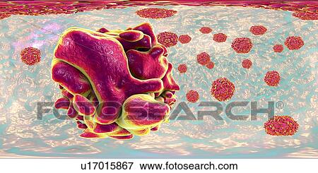Polio virus particle, 360 degree panorama view computer illustration. Polio virus particles (virions) are composed of an outer protein coat (capsid) encasing RNA (ribonucleic acid), the genetic material of the virus. Polio virus causes poliomyelitis,... View Large Photo Image Stock Photo - Polio virus particle, 360 degree panorama view computer illustration. Polio virus particles (virions) are composed of an outer protein coat (capsid) encasing RNA (ribonucleic acid), the genetic material of the virus. Polio virus causes poliomyelitis,.... Fotosearch
