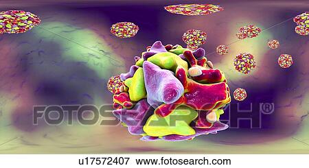 Stock Photo - Polio virus particle, 360 degree panorama view computer illustration. Polio virus particles (virions) are composed of an outer protein coat (capsid) encasing RNA (ribonucleic acid), the genetic material of the virus. Polio virus causes poliomyelitis,.... Fotosearch