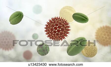 Stock Image - Pollen grains from different plants, computer illustration. Pollen grain size, shape and surface texture differ from one plant species to another, as seen here. The outer wall (exine) of the pollen in many plant species is highly sculpted which may.... Fotosearch