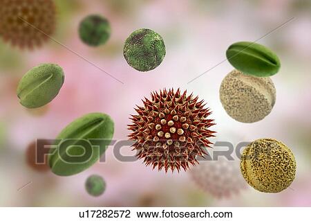 Pollen grains from different plants, computer illustration. Pollen grain size, shape and surface texture differ from one plant species to another, as seen here. The outer wall (exine) of the pollen in many plant species is highly sculpted which may... View Large Photo Image Stock Image - Pollen grains from different plants, computer illustration. Pollen grain size, shape and surface texture differ from one plant species to another, as seen here. The outer wall (exine) of the pollen in many plant species is highly sculpted which may.... Fotosearch