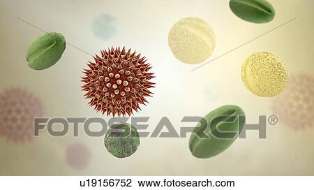 Pollen grains from different plants, computer illustration. Pollen grain size, shape and surface texture differ from one plant species to another, as seen here. The outer wall (exine) of the pollen in many plant species is highly sculpted which may... View Large Photo Image Stock Image - Pollen grains from different plants, computer illustration. Pollen grain size, shape and surface texture differ from one plant species to another, as seen here. The outer wall (exine) of the pollen in many plant species is highly sculpted which may.... Fotosearch