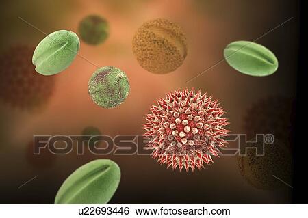 Pollen grains from different plants, computer illustration. Pollen grain size, shape and surface texture differ from one plant species to another, as seen here. The outer wall (exine) of the pollen in many plant species is highly sculpted which may... View Large Photo Image Stock Photograph - Pollen grains from different plants, computer illustration. Pollen grain size, shape and surface texture differ from one plant species to another, as seen here. The outer wall (exine) of the pollen in many plant species is highly sculpted which may.... Fotosearch