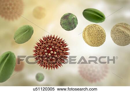 Pollen grains from different plants, computer illustration. Pollen grain size, shape and surface texture differ from one plant species to another, as seen here. The outer wall (exine) of the pollen in many plant species is highly sculpted which may... View Large Photo Image Stock Photography - Pollen grains from different plants, computer illustration. Pollen grain size, shape and surface texture differ from one plant species to another, as seen here. The outer wall (exine) of the pollen in many plant species is highly sculpted which may.... Fotosearch