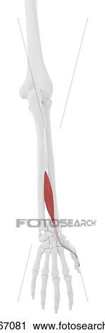 Pollicis longus muscle, computer illustration. View Large Photo Image Stock Image - Pollicis longus muscle, computer illustration.. Fotosearch