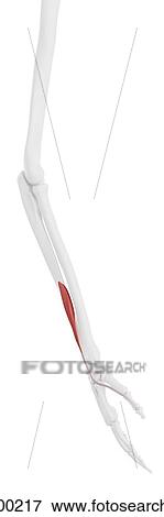 Stock Photo - Pollicis longus muscle, computer illustration.. Fotosearch