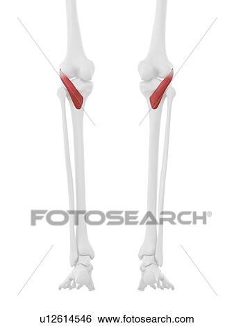 Stock Photograph - Popliteus muscle, computer illustration.. Fotosearch