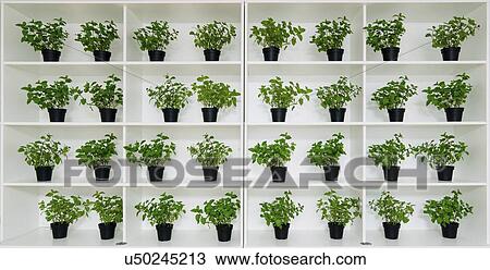 Pot plants. View Large Photo Image Stock Image - Pot plants.. Fotosearch