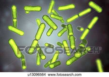 Probiotic bacteria Bacillus clausii, computer illustration. B. clausii is a rod-shaped Gram-positive aerobic bacterium used to restore the microflora of the intestine. View Large Photo Image Picture - Probiotic bacteria Bacillus clausii, computer illustration. B. clausii is a rod-shaped Gram-positive aerobic bacterium used to restore the microflora of the intestine.. Fotosearch