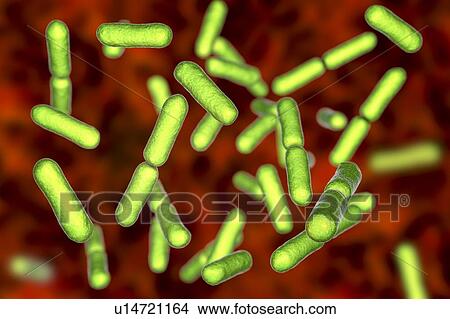 Probiotic bacteria Bacillus clausii, computer illustration. B. clausii is a rod-shaped Gram-positive aerobic bacterium used to restore the microflora of the intestine. View Large Photo Image Picture - Probiotic bacteria Bacillus clausii, computer illustration. B. clausii is a rod-shaped Gram-positive aerobic bacterium used to restore the microflora of the intestine.. Fotosearch