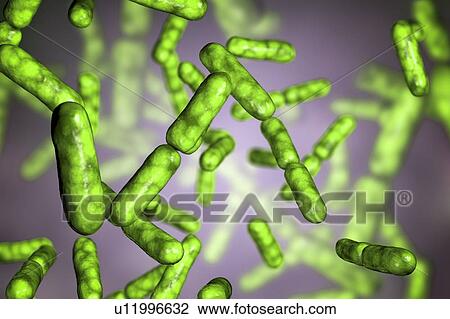 Stock Image - Probiotic bacteria Bacillus clausii, computer illustration. B. clausii is a rod-shaped Gram-positive aerobic bacterium used to restore the microflora of the intestine.. Fotosearch