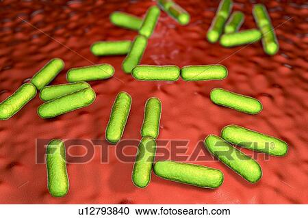 Probiotic bacteria Bacillus clausii, computer illustration. B. clausii is a rod-shaped Gram-positive aerobic bacterium used to restore the microflora of the intestine. View Large Photo Image Stock Image - Probiotic bacteria Bacillus clausii, computer illustration. B. clausii is a rod-shaped Gram-positive aerobic bacterium used to restore the microflora of the intestine.. Fotosearch