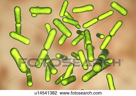 Probiotic bacteria Bacillus clausii, computer illustration. B. clausii is a rod-shaped Gram-positive aerobic bacterium used to restore the microflora of the intestine. View Large Photo Image Stock Image - Probiotic bacteria Bacillus clausii, computer illustration. B. clausii is a rod-shaped Gram-positive aerobic bacterium used to restore the microflora of the intestine.. Fotosearch