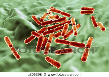 Probiotic bacteria Bacillus clausii, computer illustration. B. clausii is a rod-shaped Gram-positive aerobic bacterium used to restore the microflora of the intestine. View Large Photo Image Stock Image - Probiotic bacteria Bacillus clausii, computer illustration. B. clausii is a rod-shaped Gram-positive aerobic bacterium used to restore the microflora of the intestine.. Fotosearch