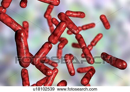 Stock Photo - Probiotic bacteria Bacillus clausii, computer illustration. B. clausii is a rod-shaped Gram-positive aerobic bacterium used to restore the microflora of the intestine.. Fotosearch