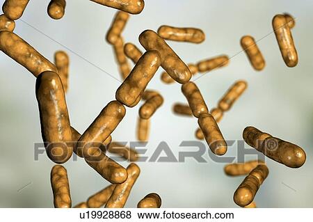 Probiotic bacteria Bacillus clausii, computer illustration. B. clausii is a rod-shaped Gram-positive aerobic bacterium used to restore the microflora of the intestine. View Large Photo Image Stock Photo - Probiotic bacteria Bacillus clausii, computer illustration. B. clausii is a rod-shaped Gram-positive aerobic bacterium used to restore the microflora of the intestine.. Fotosearch