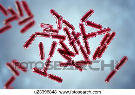 Probiotic bacteria Bacillus clausii, computer illustration. B. clausii is a rod-shaped Gram-positive aerobic bacterium used to restore the microflora of the intestine. View Large Photo Image Stock Photo - Probiotic bacteria Bacillus clausii, computer illustration. B. clausii is a rod-shaped Gram-positive aerobic bacterium used to restore the microflora of the intestine.. Fotosearch