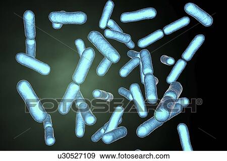 Stock Photo - Probiotic bacteria Bacillus clausii, computer illustration. B. clausii is a rod-shaped Gram-positive aerobic bacterium used to restore the microflora of the intestine.. Fotosearch