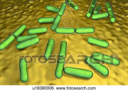 Probiotic bacteria Bacillus clausii, computer illustration. B. clausii is a rod-shaped Gram-positive aerobic bacterium used to restore the microflora of the intestine. View Large Photo Image Stock Photograph - Probiotic bacteria Bacillus clausii, computer illustration. B. clausii is a rod-shaped Gram-positive aerobic bacterium used to restore the microflora of the intestine.. Fotosearch