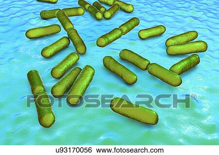 Stock Photograph - Probiotic bacteria Bacillus clausii, computer illustration. B. clausii is a rod-shaped Gram-positive aerobic bacterium used to restore the microflora of the intestine.. Fotosearch