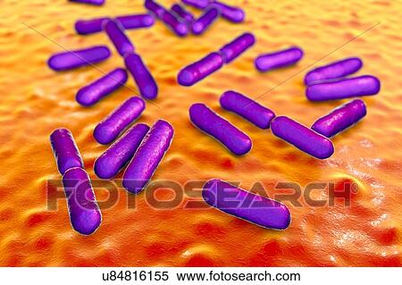 Probiotic bacteria Bacillus clausii, computer illustration. B. clausii is a rod-shaped Gram-positive aerobic bacterium used to restore the microflora of the intestine. View Large Photo Image Stock Photography - Probiotic bacteria Bacillus clausii, computer illustration. B. clausii is a rod-shaped Gram-positive aerobic bacterium used to restore the microflora of the intestine.. Fotosearch