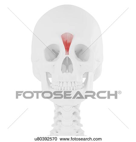 Stock Image - Procerus muscle, computer illustration.. Fotosearch
