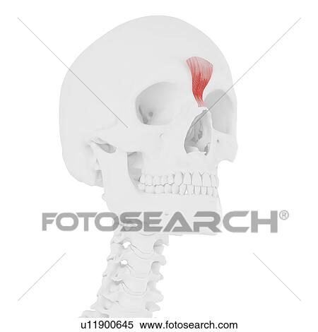Stock Photography - Procerus muscle, computer illustration.. Fotosearch