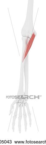 Pronator teres muscle, computer illustration. View Large Photo Image Stock Image - Pronator teres muscle, computer illustration.. Fotosearch