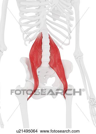 Psoas major muscle, computer illustration. View Large Photo Image Picture - Psoas major muscle, computer illustration.. Fotosearch