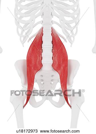 Psoas major muscle, computer illustration. View Large Photo Image Stock Image - Psoas major muscle, computer illustration.. Fotosearch