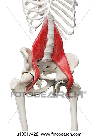 Psoas major muscle, illustration View Large Photo Image Stock Image - Psoas major muscle, illustration. Fotosearch