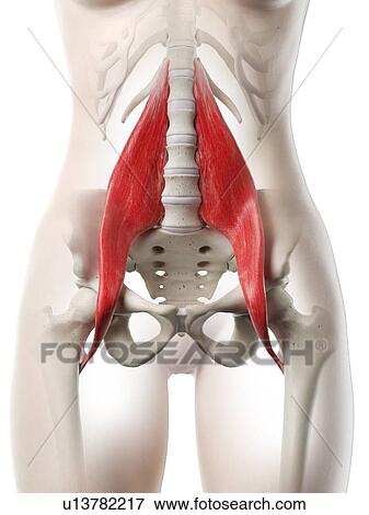 Psoas major muscle, illustration View Large Photo Image Stock Photo - Psoas major muscle, illustration. Fotosearch
