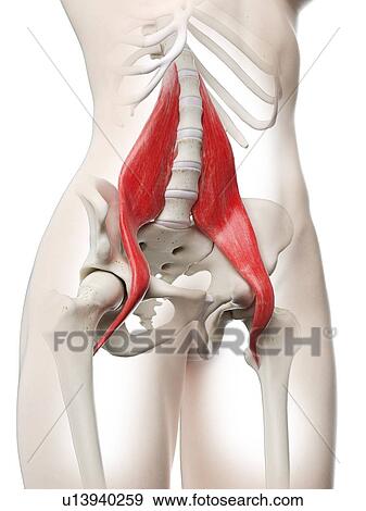 Psoas major muscle, illustration View Large Photo Image Stock Photo - Psoas major muscle, illustration. Fotosearch