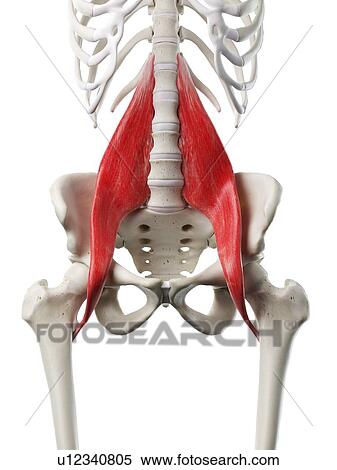 Stock Photography - Psoas major muscle, illustration. Fotosearch
