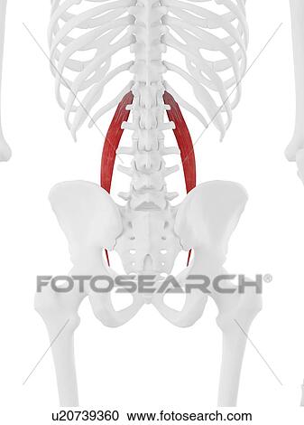 Psoas minor muscle, computer illustration. View Large Photo Image Stock Image - Psoas minor muscle, computer illustration.. Fotosearch