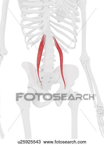 Stock Image - Psoas minor muscle, computer illustration.. Fotosearch