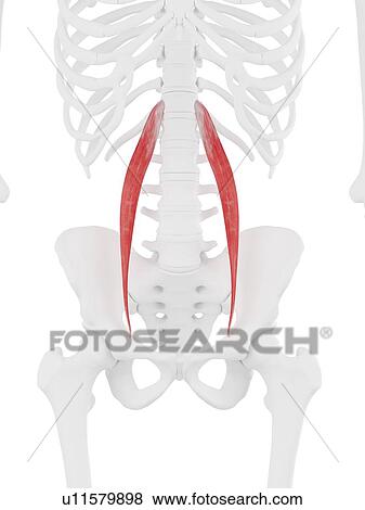 Psoas minor muscle, computer illustration. View Large Photo Image Stock Photo - Psoas minor muscle, computer illustration.. Fotosearch