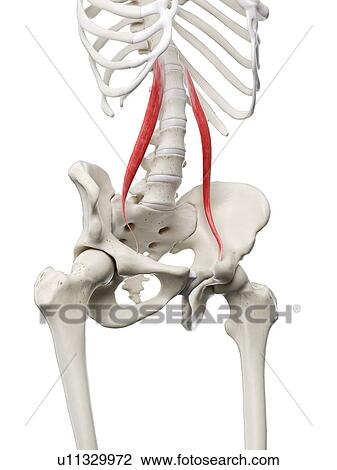 Stock Image - Psoas minor muscle, illustration. Fotosearch