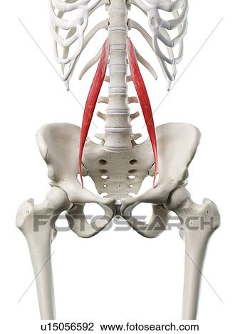 Stock Image - Psoas minor muscle, illustration. Fotosearch