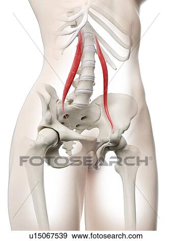 Psoas minor muscle, illustration View Large Photo Image Stock Photo - Psoas minor muscle, illustration. Fotosearch