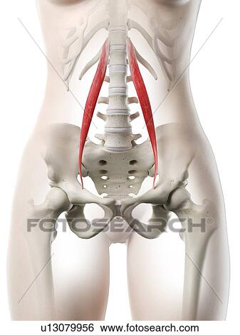 Stock Photograph - Psoas minor muscle, illustration. Fotosearch