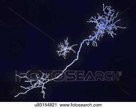 Stock Image - Pyramidal neuron (from top right to bottom left) and microglia cell (centre), illustration. Pyramidal cells, found in the brain, are so named for their triangular cell bodies. Each cell body has numerous processes (dendrites) that collect and transmit.... Fotosearch